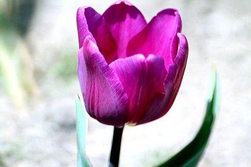 【好きなもの】花の色