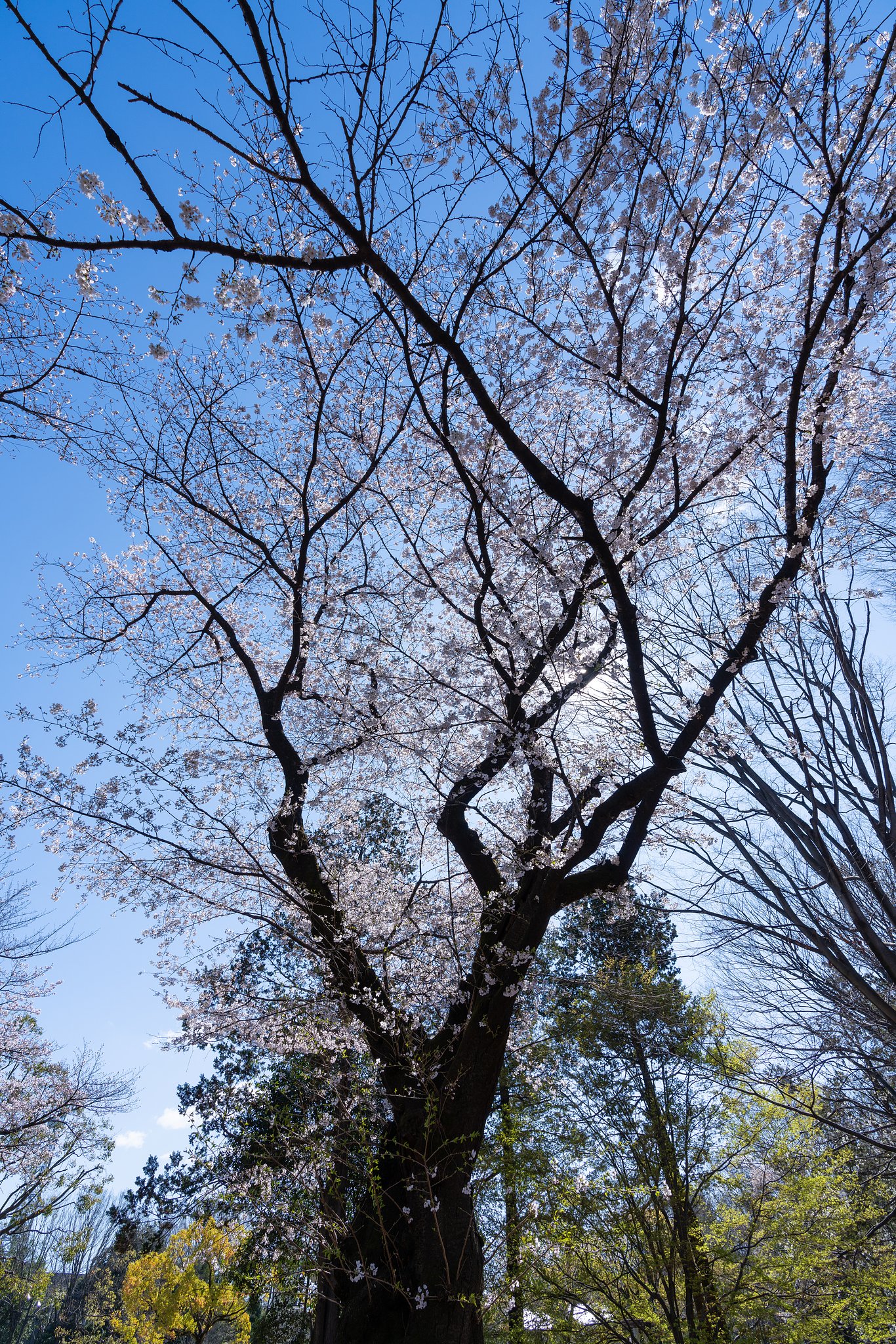 逆光で