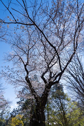 逆光で