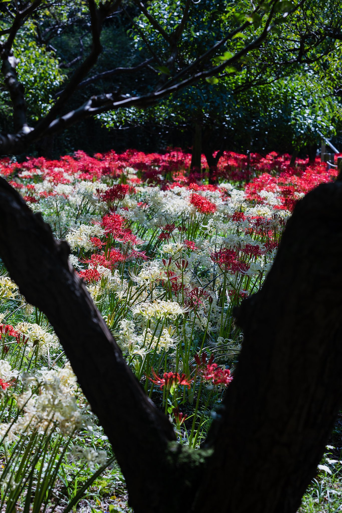 EF70-200mm F2.8 L