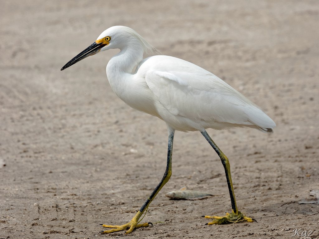 Little Egret 3