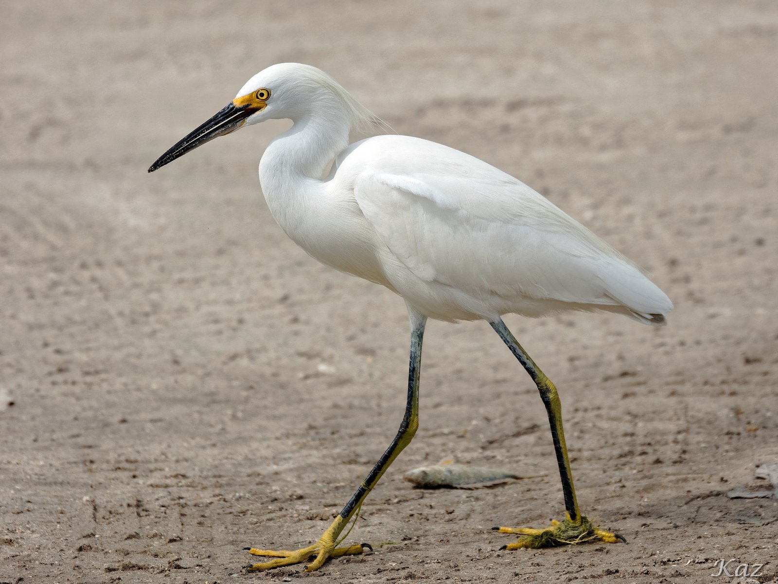 Little Egret 3
