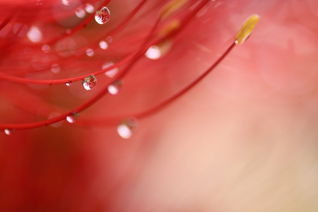 Tamron 90mm f2.8 macro 172E