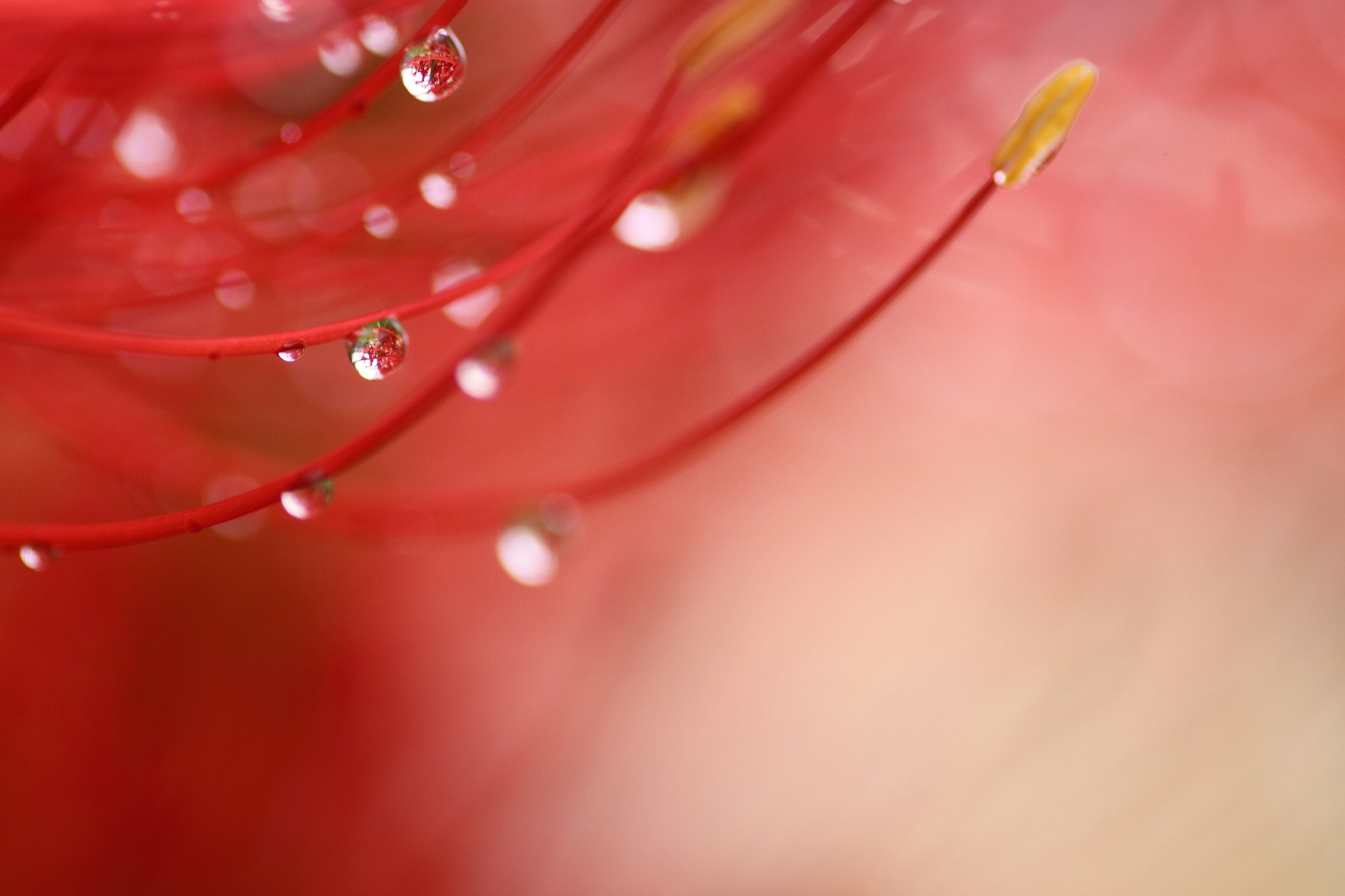 Tamron 90mm f2.8 macro 172E