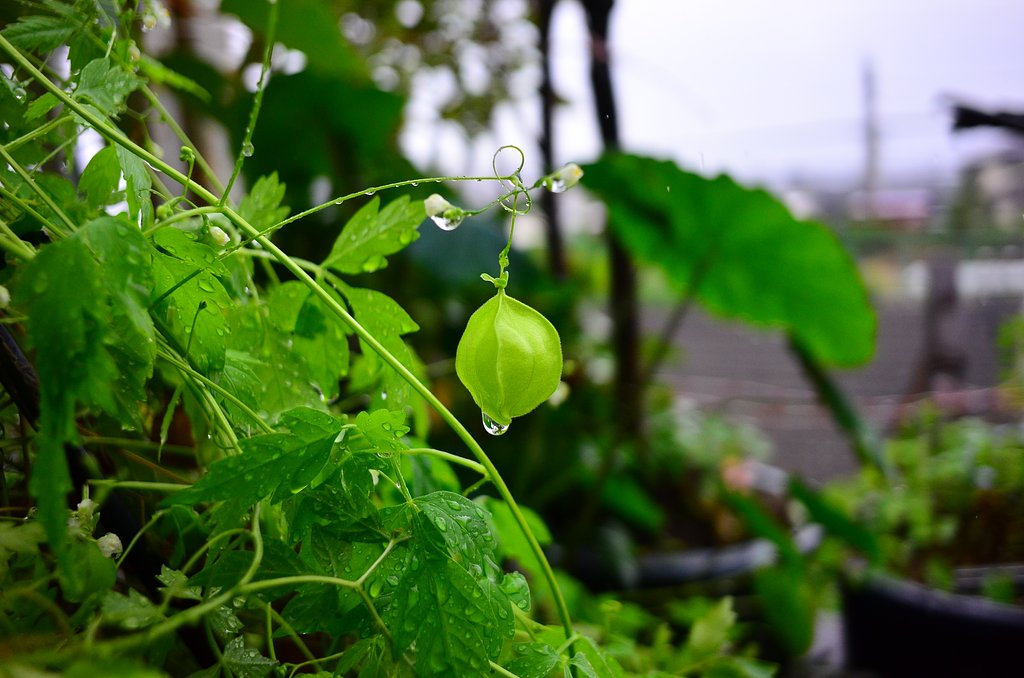 草花は雨で引き立ちます