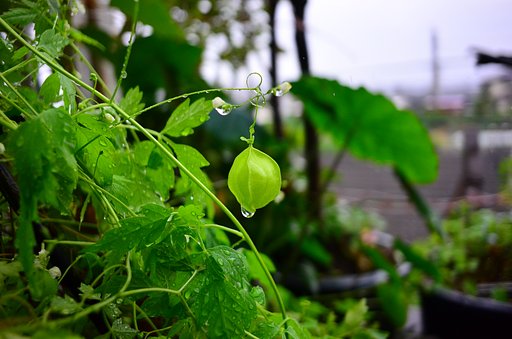 草花は雨で引き立ちます