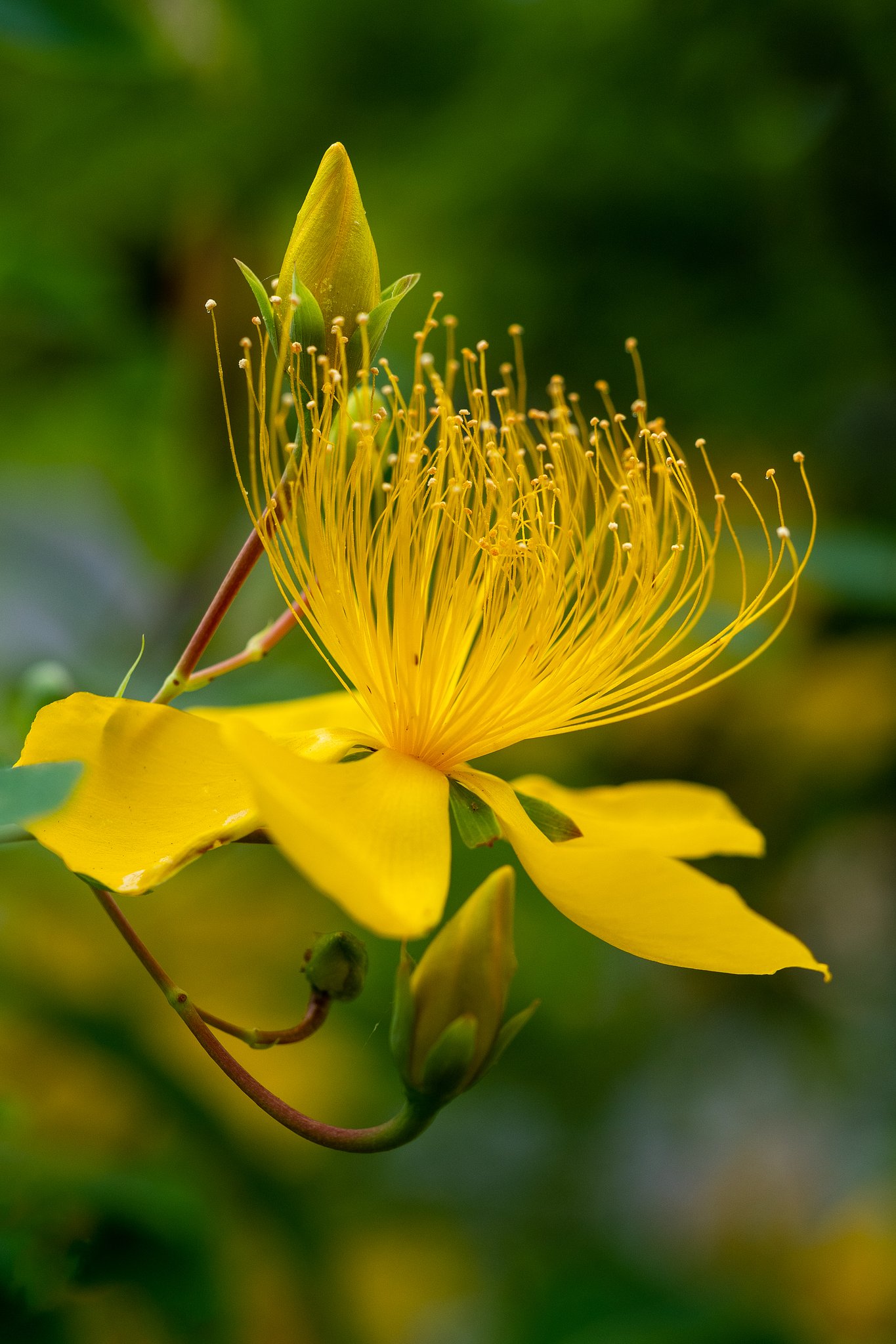 OLYMPUS M.60mm F2.8 Macro