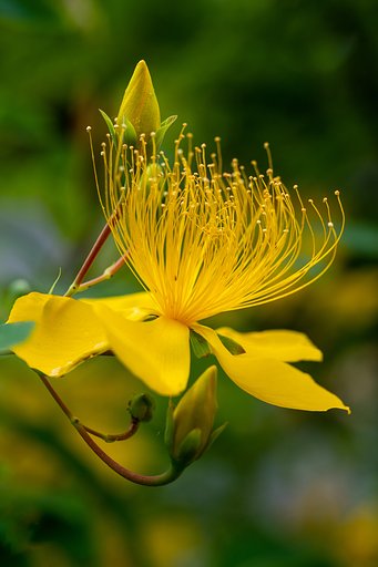 OLYMPUS M.60mm F2.8 Macro