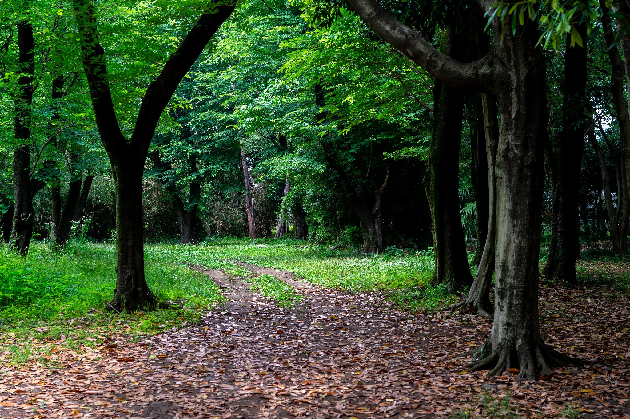 AF-S NIKKOR 60mm F2.8G ED