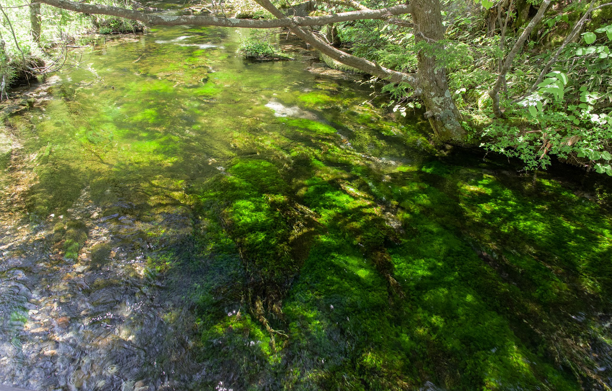清流の新緑_2019