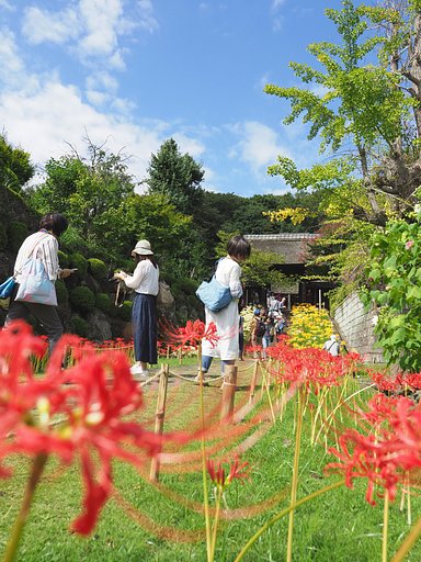 横浜・西方寺・トリコロール