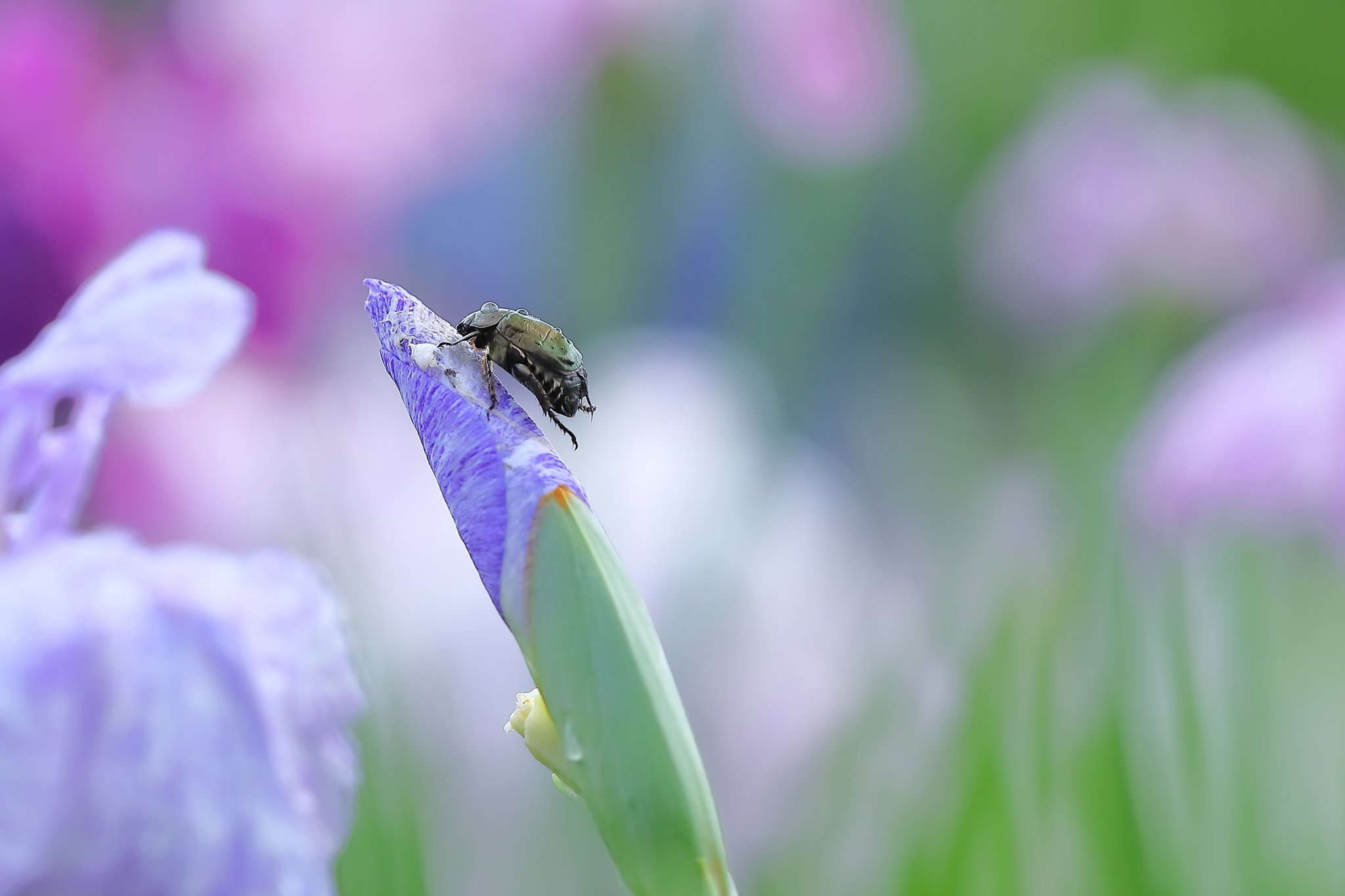花菖蒲園(昆虫)