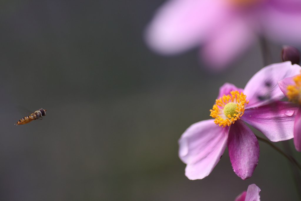 Tamron 90mm f2.8 macro 172E