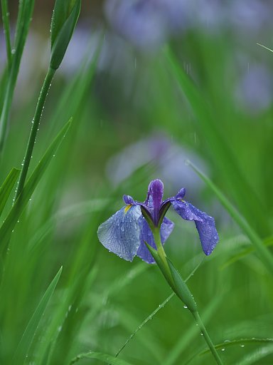 紫陽花10