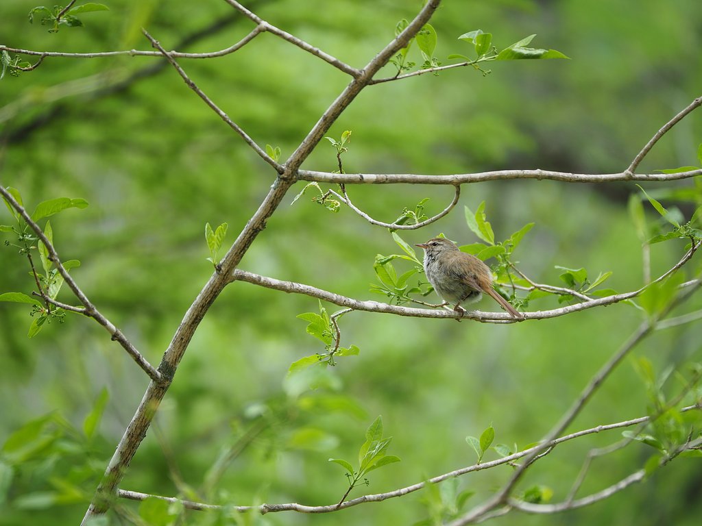 ◎Pana-LEICA DG VARIO ELMARIT50-200mm/F2.8-4 ASPH.