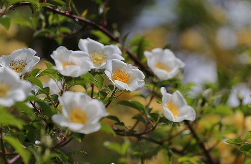 新しい蕊、古い蕊