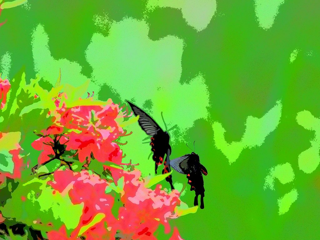 アゲハ