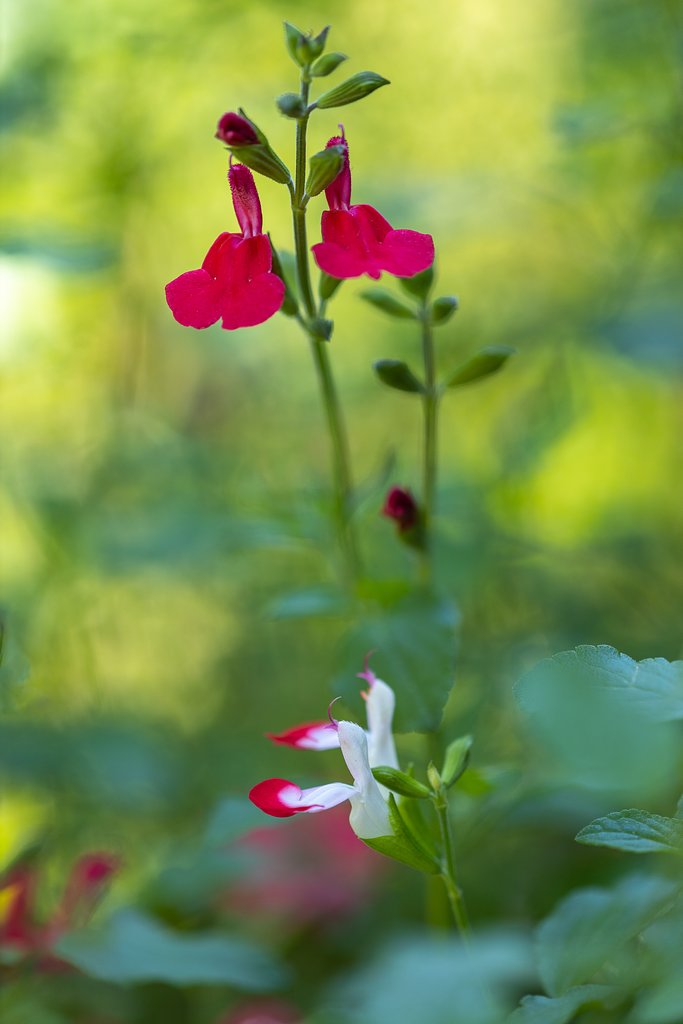 EF180mm f/3.5L Macro USM