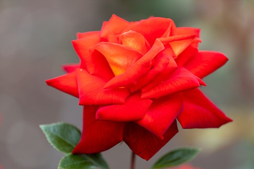 EF180mm f/3.5L Macro USM