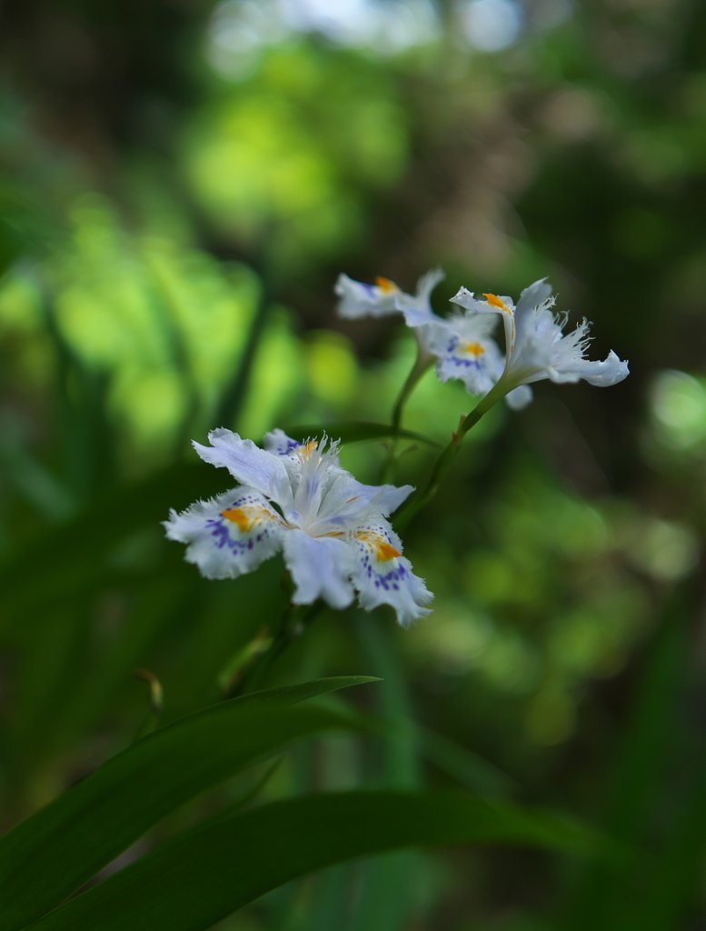 胡蝶花2