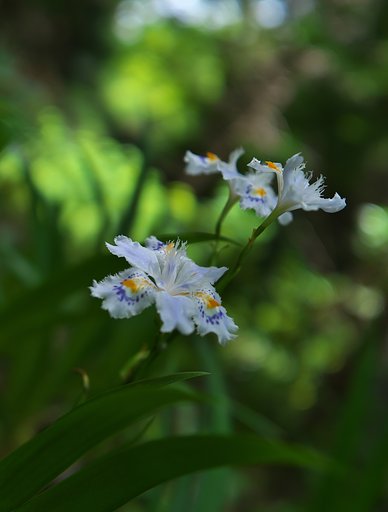 胡蝶花2