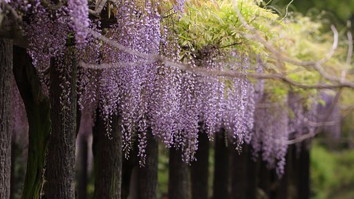 広島市植物公園の藤棚