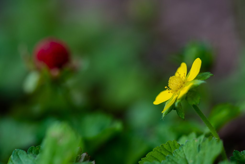 OLYMPUS M.60mm F2.8 Macro