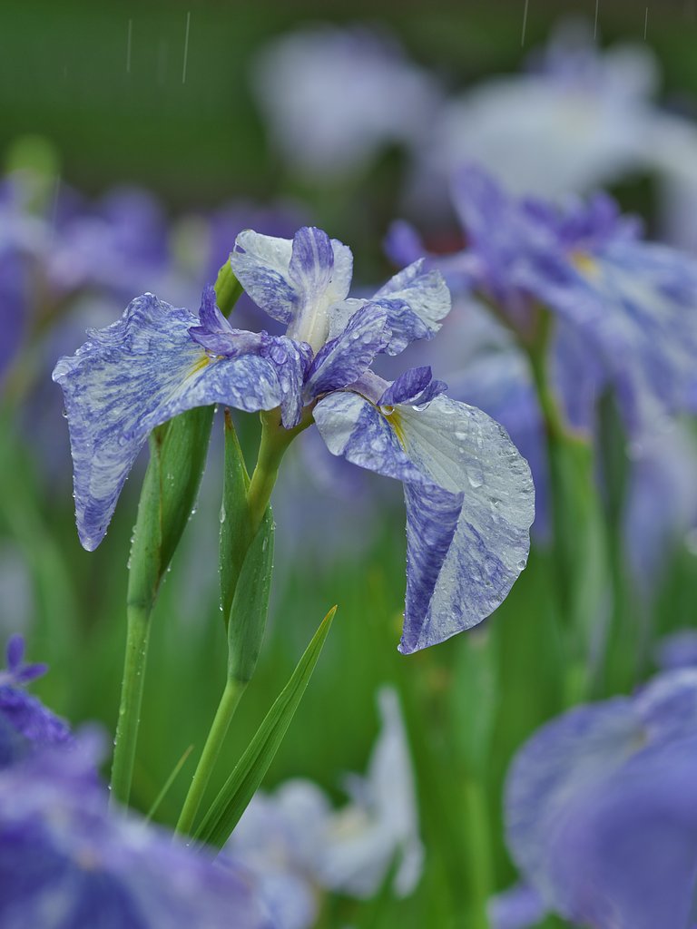 紫陽花9