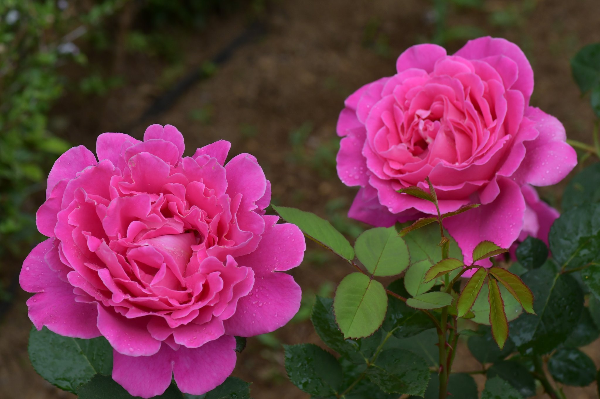 薔薇