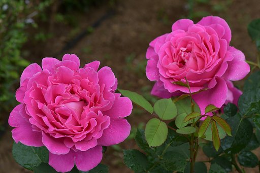 薔薇