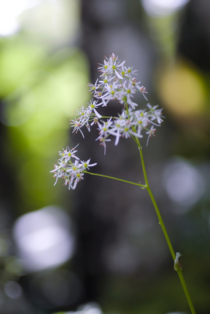 Tamron 90mm f2.8 macro 172E 