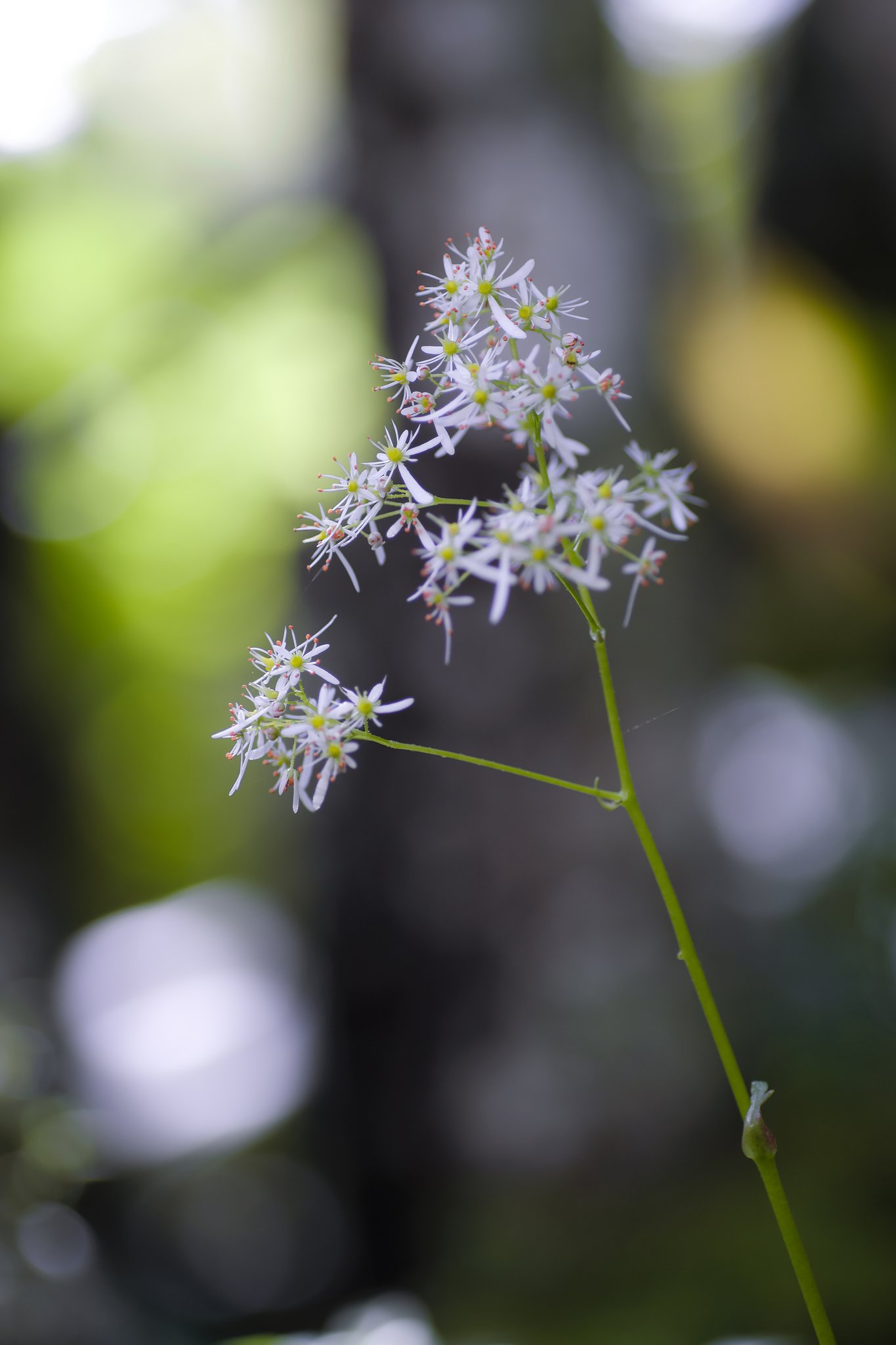 Tamron 90mm f2.8 macro 172E 