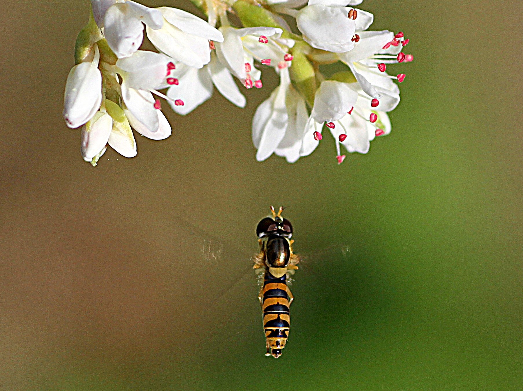TAMRON SP DI 90mm 1:2.8 macro 1:1  E272