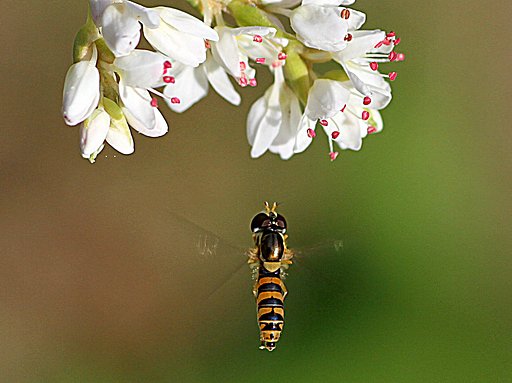 TAMRON SP DI 90mm 1:2.8 macro 1:1  E272