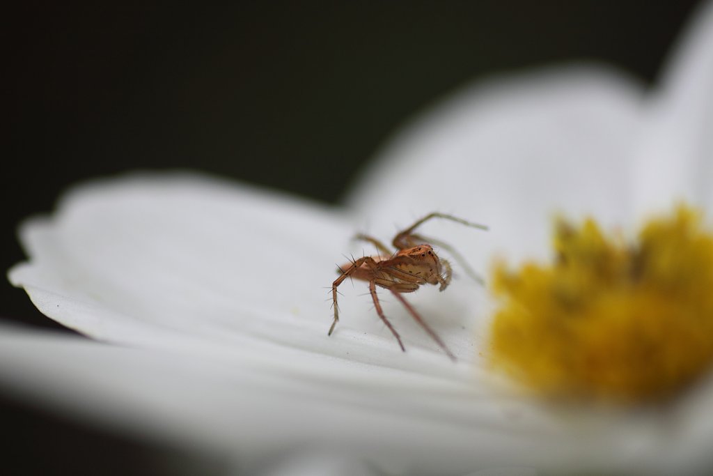 Tamron 90mm f2.8 macro 172E