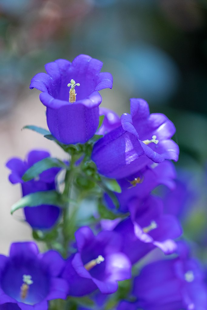 EF100mm f/2.8L Macro IS USM