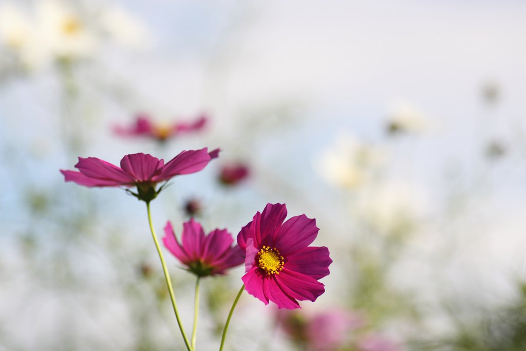 Tamron 90mm f2.8 macro 172E