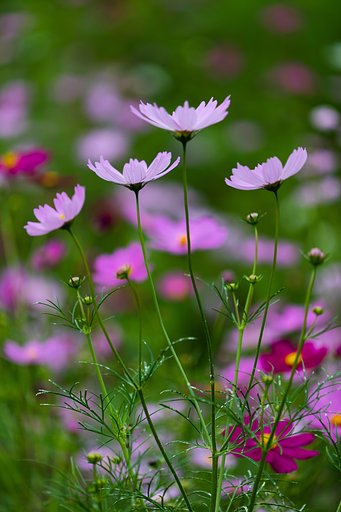 EF180mm F3.5 L Macro