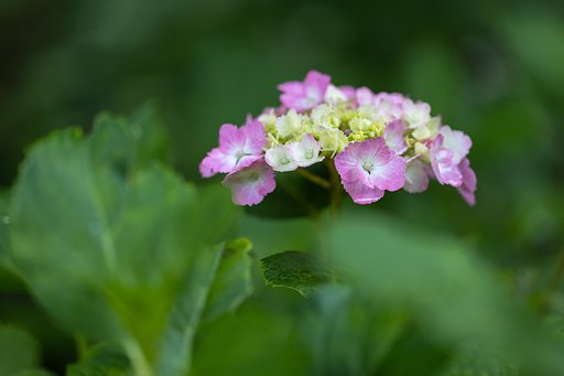 EF100mm f/2.8L Macro IS USM