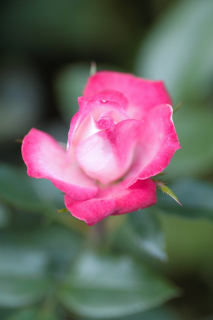 Tamron 90mm f2.8 macro 172E 