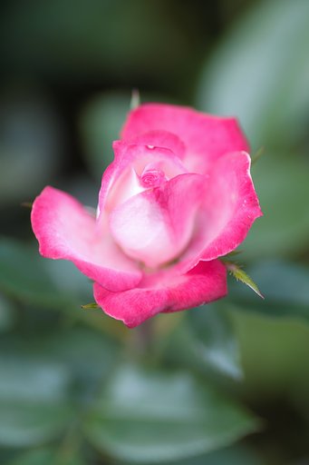 Tamron 90mm f2.8 macro 172E 