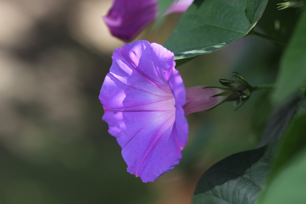 Sigma 105mm F2.8macro