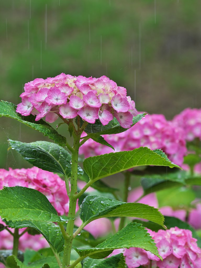紫陽花6