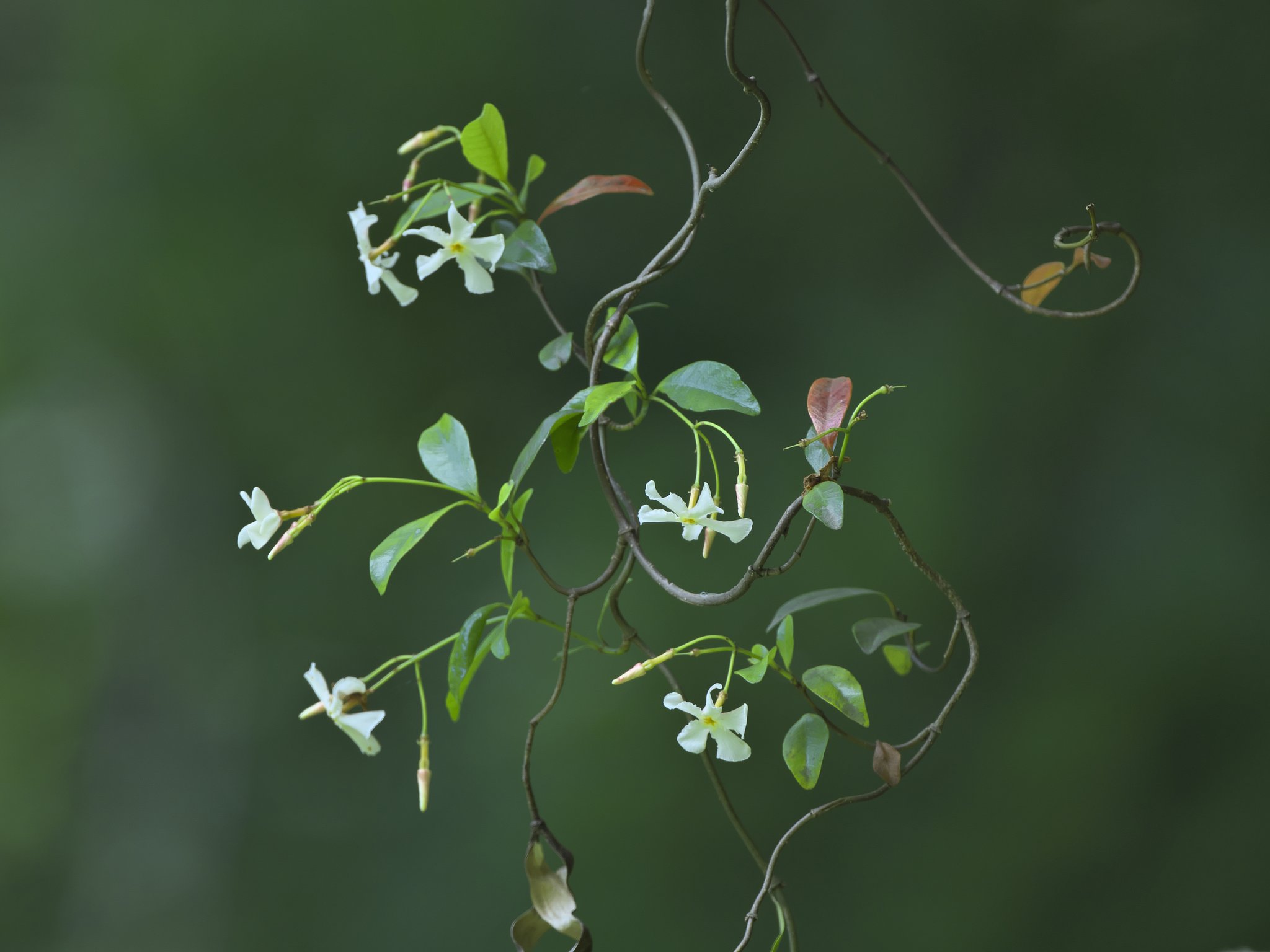 つる植物2