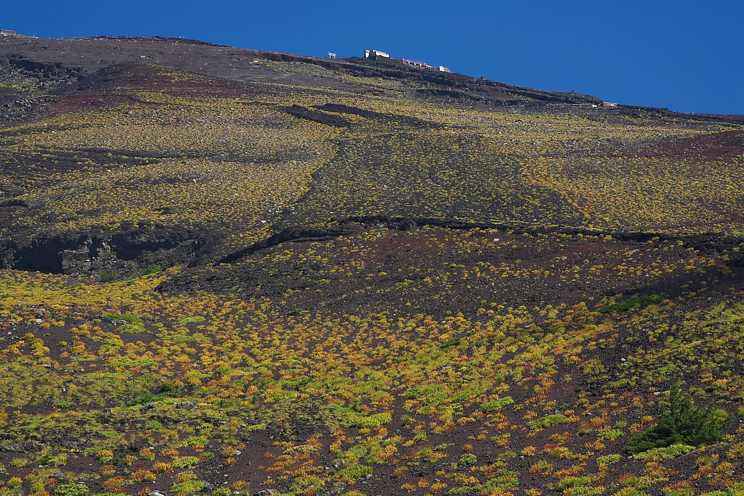 富士山草紅葉