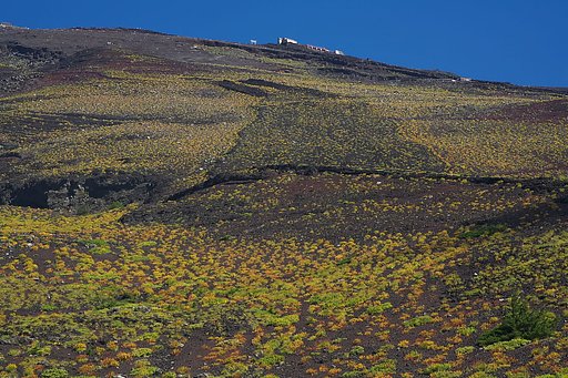 富士山草紅葉