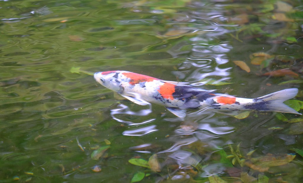 池の鯉