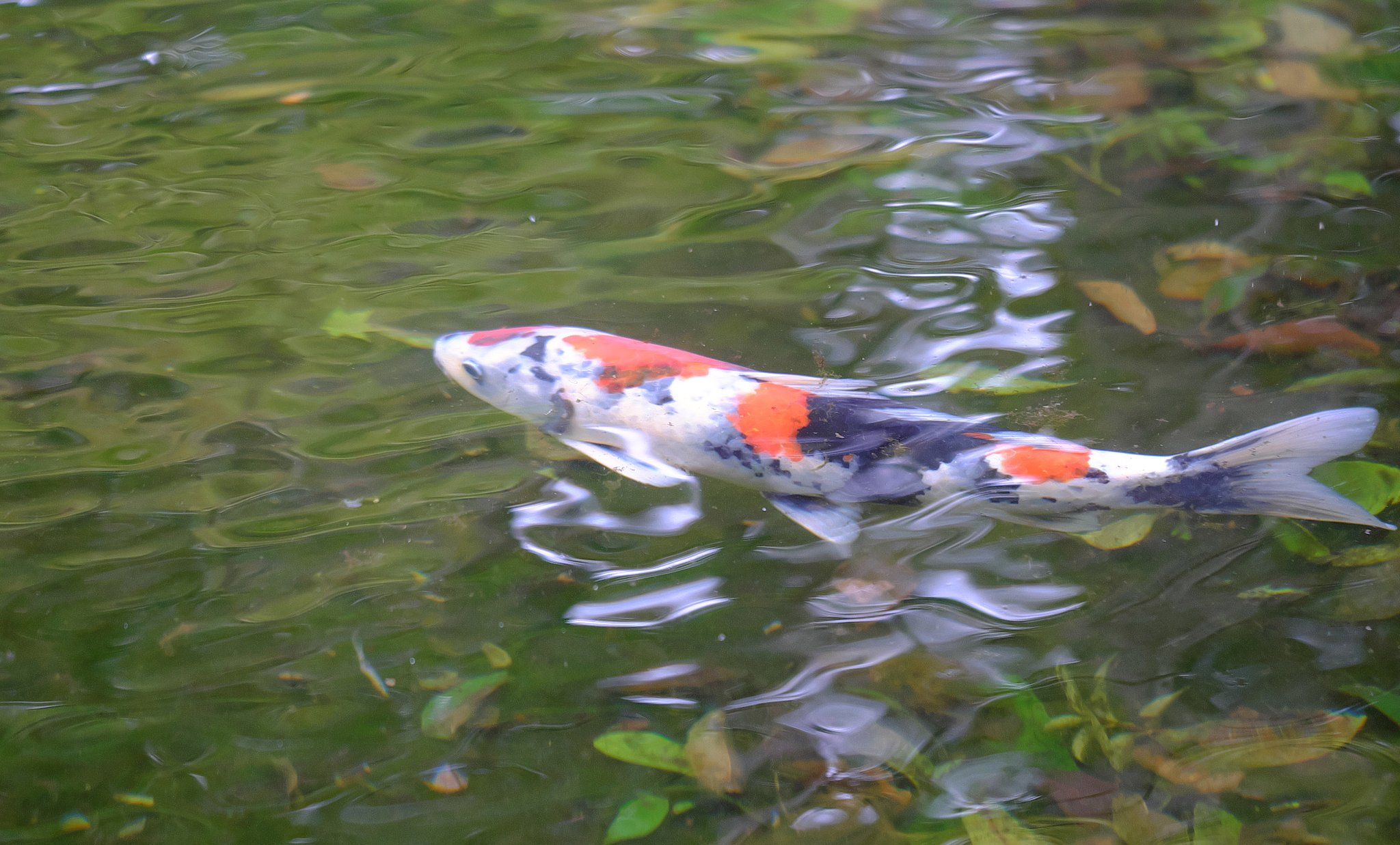 池の鯉