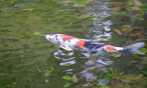 池の鯉