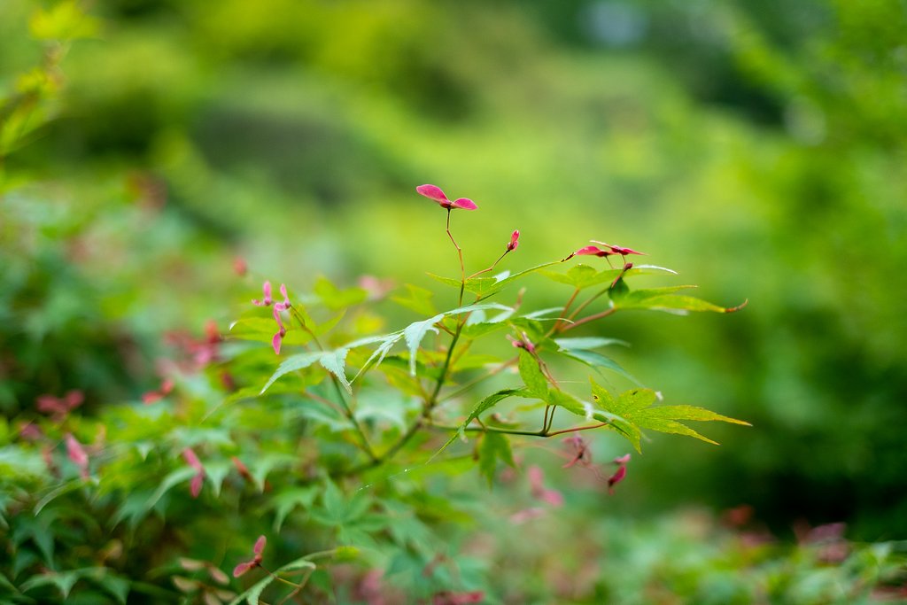XF35mmF1.4 R